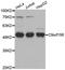 TRNA Methyltransferase O antibody, LS-C332566, Lifespan Biosciences, Western Blot image 