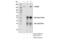 YTH Domain Containing 2 antibody, 35440S, Cell Signaling Technology, Immunoprecipitation image 