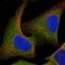 Cbl Proto-Oncogene antibody, HPA027956, Atlas Antibodies, Immunofluorescence image 