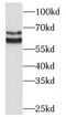BCL2 Associated Athanogene 4 antibody, FNab08106, FineTest, Western Blot image 