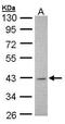 Musashi RNA Binding Protein 1 antibody, PA5-27449, Invitrogen Antibodies, Western Blot image 