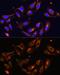 Melanophilin antibody, GTX33313, GeneTex, Immunocytochemistry image 