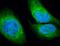 KDEL  antibody, NBP1-54318, Novus Biologicals, Immunofluorescence image 