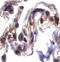 Septin-4 antibody, ADI-905-172-100, Enzo Life Sciences, Immunohistochemistry frozen image 