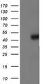 Isocitrate Dehydrogenase (NADP(+)) 1, Cytosolic antibody, CF800427, Origene, Western Blot image 