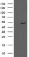 U-Box Domain Containing 5 antibody, NBP2-46287, Novus Biologicals, Western Blot image 