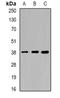 Sorbitol Dehydrogenase antibody, orb340822, Biorbyt, Western Blot image 