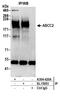 ABCC2 antibody, A304-420A, Bethyl Labs, Immunoprecipitation image 