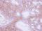 Neuromedin U Receptor 1 antibody, GTX115396, GeneTex, Immunohistochemistry paraffin image 
