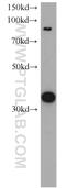 Cytochrome C1 antibody, 10242-1-AP, Proteintech Group, Western Blot image 