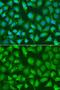 X-Ray Repair Cross Complementing 2 antibody, LS-C748678, Lifespan Biosciences, Immunofluorescence image 