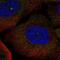 Synaptosome Associated Protein 91 antibody, PA5-56216, Invitrogen Antibodies, Immunofluorescence image 