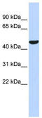 Prostacyclin synthase antibody, TA335273, Origene, Western Blot image 
