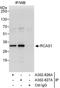 Estrogen Receptor Binding Site Associated Antigen 9 antibody, A302-826A, Bethyl Labs, Immunoprecipitation image 