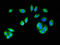 Catenin Delta 1 antibody, orb400428, Biorbyt, Immunofluorescence image 