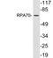 Replication protein A 70 kDa DNA-binding subunit antibody, LS-C199988, Lifespan Biosciences, Western Blot image 