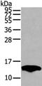 Peripheral Myelin Protein 2 antibody, CSB-PA295677, Cusabio, Western Blot image 