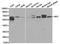 Interferon regulatory factor 5 antibody, TA326952, Origene, Western Blot image 
