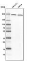 Nucleoporin 205 antibody, NBP1-91247, Novus Biologicals, Western Blot image 