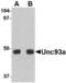 Unc-93 Homolog A antibody, TA306556, Origene, Western Blot image 
