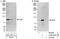 A20 antibody, A302-633A, Bethyl Labs, Immunoprecipitation image 