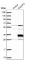 Ras Association Domain Family Member 3 antibody, NBP1-89425, Novus Biologicals, Western Blot image 