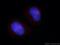 NHP2-like protein 1 antibody, 15802-1-AP, Proteintech Group, Immunofluorescence image 