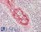 Complement C9 antibody, LS-B13432, Lifespan Biosciences, Immunohistochemistry paraffin image 