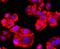 Valosin Containing Protein antibody, NBP2-67008, Novus Biologicals, Immunofluorescence image 