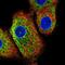 C16orf95 antibody, NBP2-57497, Novus Biologicals, Immunocytochemistry image 