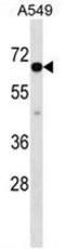 CLPTM1 Like antibody, AP50974PU-N, Origene, Western Blot image 