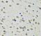 Chloride Intracellular Channel 1 antibody, FNab01759, FineTest, Immunohistochemistry frozen image 