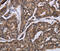Kinesin Family Member 1C antibody, MBS2517862, MyBioSource, Immunohistochemistry paraffin image 