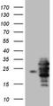 PYM1 antibody, CF806605, Origene, Western Blot image 
