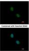 Proteasome 20S beta7 subunit antibody, NBP2-19954, Novus Biologicals, Immunofluorescence image 