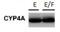 Cytochrome P450 4A11 antibody, NBP2-16081, Novus Biologicals, Western Blot image 
