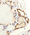 Family With Sequence Similarity 216 Member B antibody, 61-059, ProSci, Immunohistochemistry paraffin image 
