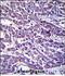 Elastin Microfibril Interfacer 3 antibody, PA5-48617, Invitrogen Antibodies, Immunohistochemistry frozen image 