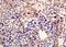 SH2 Domain Containing 2A antibody, orb6933, Biorbyt, Immunohistochemistry paraffin image 