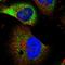 Neuralized E3 Ubiquitin Protein Ligase 1B antibody, HPA037612, Atlas Antibodies, Immunofluorescence image 