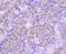 Caspase 9 antibody, NBP2-67848, Novus Biologicals, Immunohistochemistry paraffin image 
