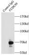 Spindle Apparatus Coiled-Coil Protein 1 antibody, FNab01374, FineTest, Immunoprecipitation image 