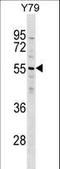 Zinc Finger Protein 620 antibody, LS-C160918, Lifespan Biosciences, Western Blot image 