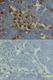 Roundabout Guidance Receptor 1 antibody, AF1749, R&D Systems, Immunohistochemistry frozen image 