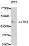 NLR Family Pyrin Domain Containing 3 antibody, STJ114567, St John
