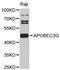 DNA dC->dU-editing enzyme APOBEC-3G antibody, MBS126330, MyBioSource, Western Blot image 