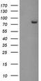 Peptidyl Arginine Deiminase 4 antibody, CF504887, Origene, Western Blot image 