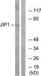 Mitogen-Activated Protein Kinase 8 Interacting Protein 1 antibody, TA314919, Origene, Western Blot image 