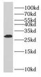 Granzyme M antibody, FNab03738, FineTest, Western Blot image 