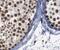 Zinc Finger Protein 346 antibody, FNab09688, FineTest, Immunohistochemistry frozen image 